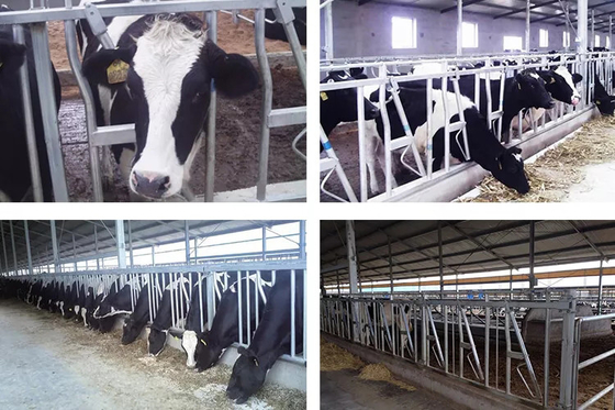 Bend Pipe Dairy Cow Headlocks Hot Dipped For Pig Farming Livestock Feeding